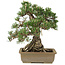 Pinus thunbergii, 28,5 cm, ± 25 años