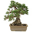 Pinus thunbergii, 28,5 cm, ± 25 jaar oud