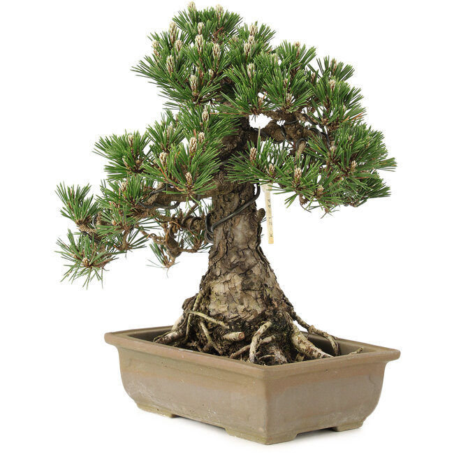 Pinus thunbergii, 28,5 cm, ± 25 años
