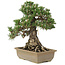 Pinus thunbergii, 28,5 cm, ± 25 ans