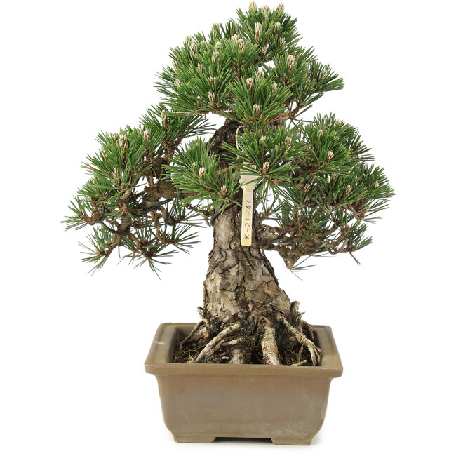 Pinus thunbergii, 28,5 cm, ± 25 Jahre alt