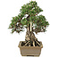 Pinus thunbergii, 28,5 cm, ± 25 ans