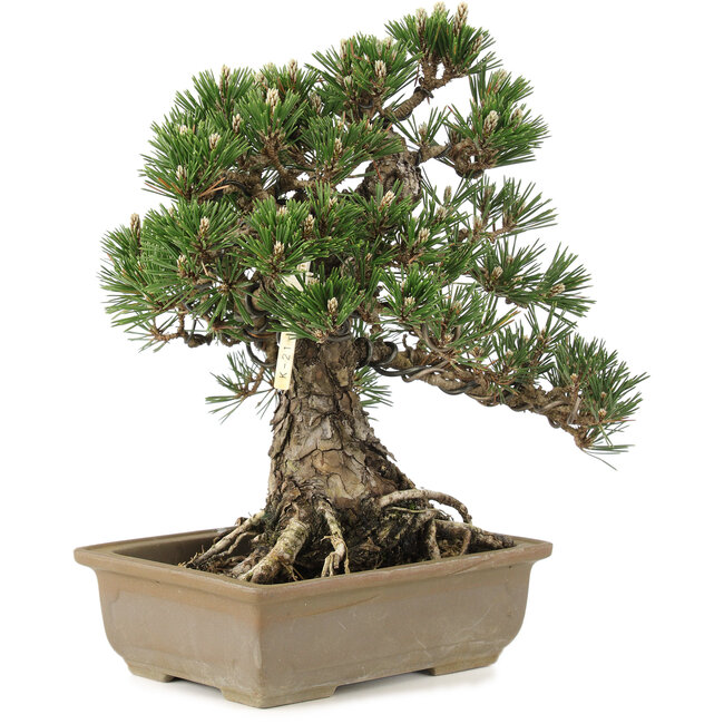 Pinus thunbergii, 28,5 cm, ± 25 años