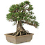 Pinus thunbergii, 28,5 cm, ± 25 jaar oud