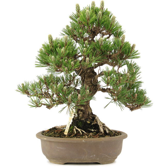 Pinus thunbergii, 34,5 cm, ± 25 jaar oud
