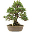 Pinus thunbergii, 34,5 cm, ± 25 ans