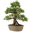 Pinus thunbergii, 34,5 cm, ± 25 años