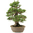 Pinus thunbergii, 34,5 cm, ± 25 anni