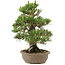 Pinus thunbergii, 34,5 cm, ± 25 ans