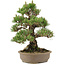 Pinus thunbergii, 34,5 cm, ± 25 ans