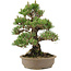 Pinus thunbergii, 34,5 cm, ± 25 Jahre alt