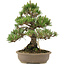 Pinus thunbergii, 34,5 cm, ± 25 anni