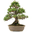 Pinus thunbergii, 34,5 cm, ± 25 ans