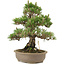 Pinus thunbergii, 34,5 cm, ± 25 ans