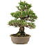 Pinus thunbergii, 34,5 cm, ± 25 jaar oud