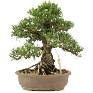 Pinus thunbergii, 30,5 cm, ± 25 ans