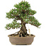 Pinus thunbergii, 30,5 cm, ± 25 jaar oud