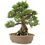 Pinus thunbergii, 30,5 cm, ± 25 ans