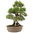 Pinus thunbergii, 34,5 cm, ± 25 ans