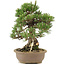 Pinus thunbergii, 30,5 cm, ± 25 ans