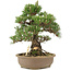 Pinus thunbergii, 30,5 cm, ± 25 jaar oud