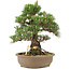 Pinus thunbergii, 30,5 cm, ± 25 Jahre alt