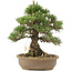 Pinus thunbergii, 30,5 cm, ± 25 anni