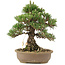 Pinus thunbergii, 30,5 cm, ± 25 jaar oud
