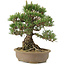 Pinus thunbergii, 30,5 cm, ± 25 anni