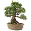 Pinus thunbergii, 30,5 cm, ± 25 ans