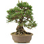 Pinus thunbergii, 30,5 cm, ± 25 ans