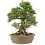 Pinus thunbergii, 30,5 cm, ± 25 años