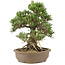 Pinus thunbergii, 30,5 cm, ± 25 ans