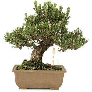 Pinus thunbergii, 25,5 cm, ± 25 anni