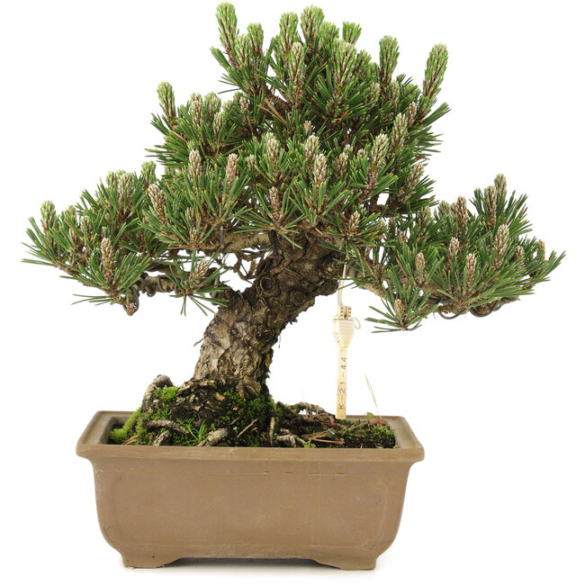 Pinus thunbergii, 25,5 cm, ± 25 jaar oud