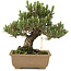 Pinus thunbergii, 25,5 cm, ± 25 jaar oud