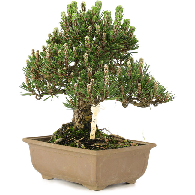 Pinus thunbergii, 25,5 cm, ± 25 years old