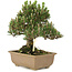 Pinus thunbergii, 25,5 cm, ± 25 ans