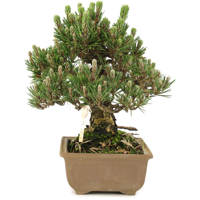 Pinus thunbergii, 25,5 cm, ± 25 Jahre alt