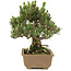 Pinus thunbergii, 25,5 cm, ± 25 jaar oud