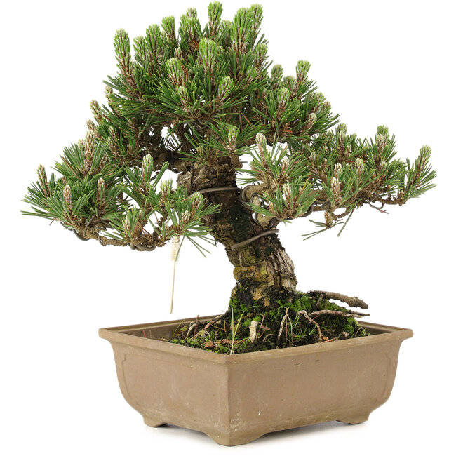 Pinus thunbergii, 25,5 cm, ± 25 años