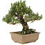Pinus thunbergii, 25,5 cm, ± 25 jaar oud