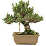 Pinus thunbergii, 25,5 cm, ± 25 jaar oud