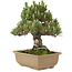 Pinus thunbergii, 25,5 cm, ± 25 Jahre alt