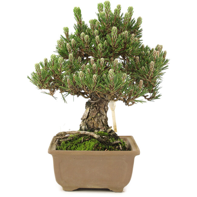 Pinus thunbergii, 25,5 cm, ± 25 anni