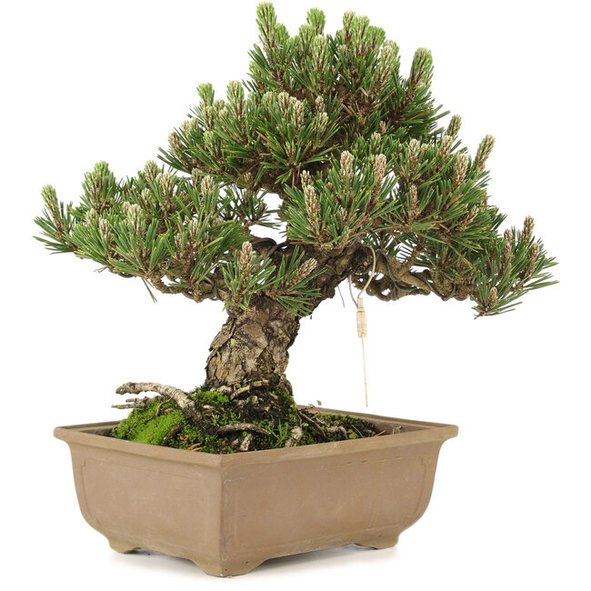 Pinus thunbergii, 25,5 cm, ± 25 years old