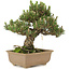 Pinus thunbergii, 25,5 cm, ± 25 anni