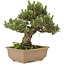 Pinus thunbergii, 25,5 cm, ± 25 jaar oud