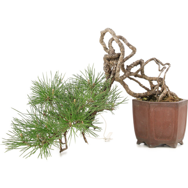 Pinus thunbergii, 16 cm, ± 25 years old, in a handmade Japanese pot by Shibakatsu