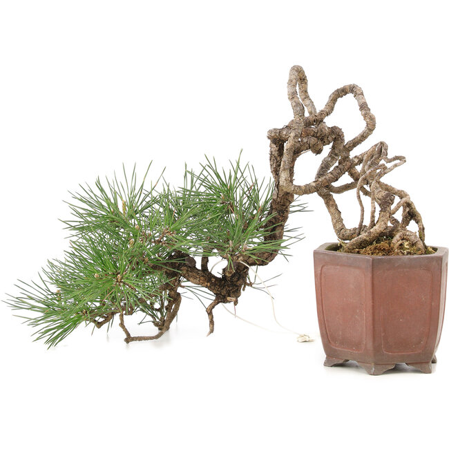 Pinus thunbergii, 16 cm, ± 25 years old, in a handmade Japanese pot by Shibakatsu